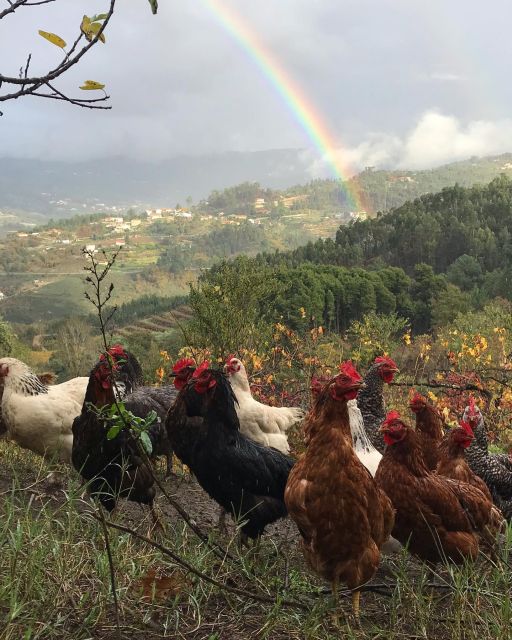 Traditional Cooking Class and Farm Tour in the Douro Valley - Explore the Organic Farm