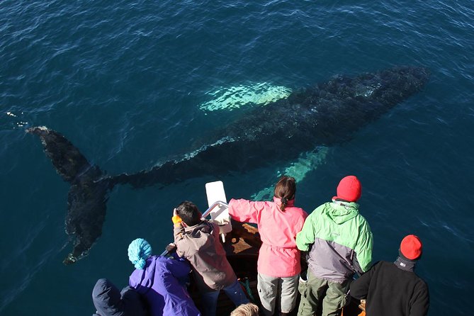 Traditional Whale Watching Tour From Husavik - Coastal Exploration