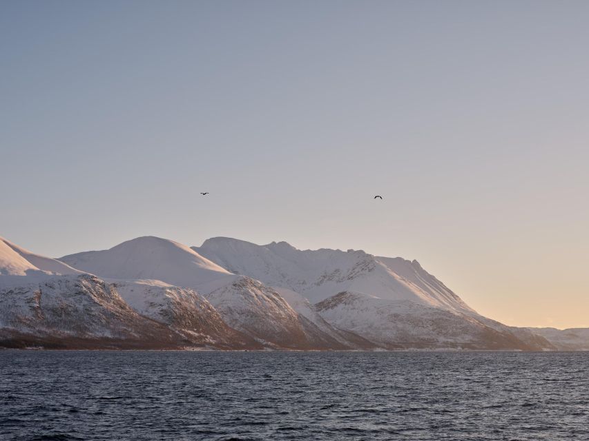 Tromsø: Arctic Fjord Cruise in Polar Landscapes - Photography Lesson