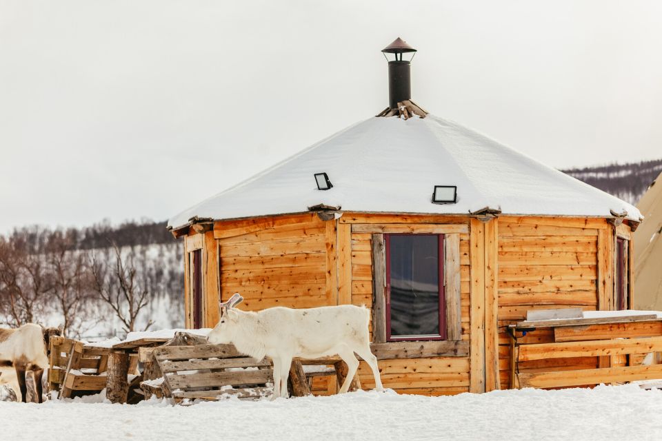 Tromsø: Reindeer Sledding & Feeding With a Sami Guide - Immersive Sami Traditions