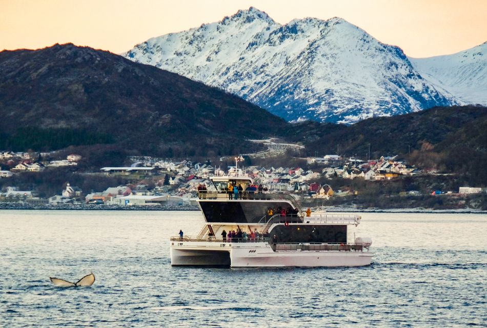 Tromsø: Whale Watching Tour by Hybrid-Electric Catamaran - Wildlife Sightings