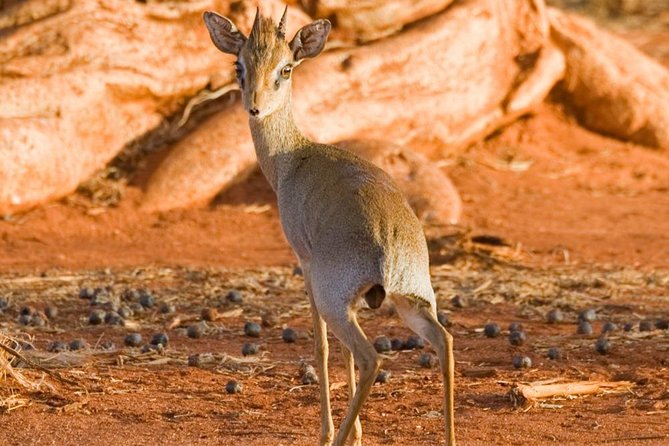 Tsavo East 1 Day Safari, Beach To Beach In 4wd Jeep - Dining Experience