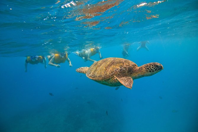 Turtle Canyons Snorkel Excursion From Waikiki, Hawaii - Snorkeling Equipment Provided