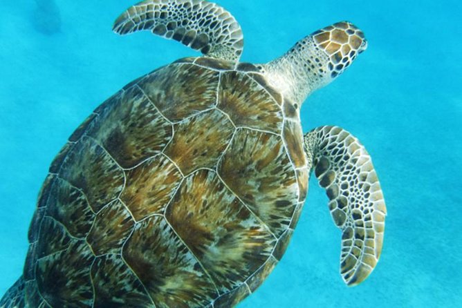 Turtle Cove Catamaran Snorkel and Sail at Little Buck Island - Physical Fitness Requirements