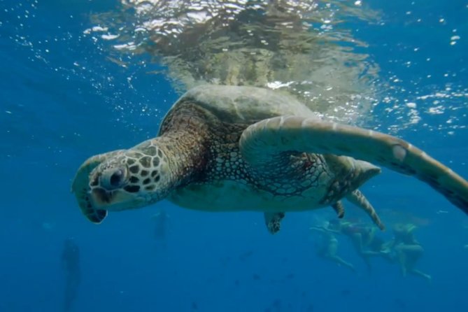 Turtle Snorkeling Adventure in Waikiki (Boat Tour) - Snorkeling Equipment and Amenities