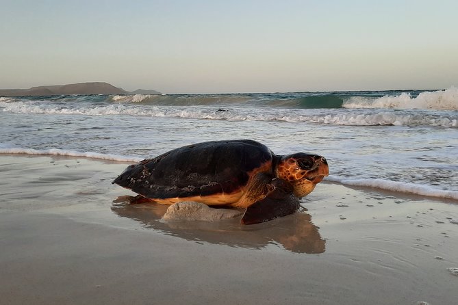 Turtle Watching Adventure - Evening Beach Walk Experience