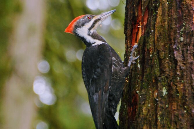 Vancouver Full Day Nature & Photography - Recommended Attire and Gear