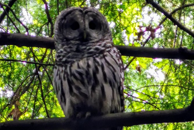 Vancouver Island Rainforest Guided Hike With Private Guide - Physical Fitness Level