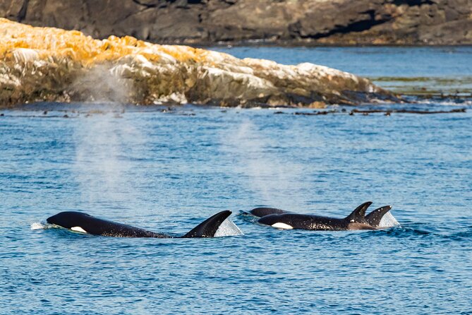 Victoria Whale Watching Tour on a Covered Vessel - Policies and Restrictions