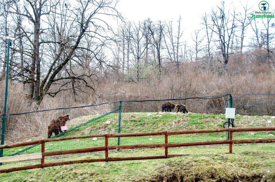 Visit Bear Sanctuary and Bran Castle From Brasov - Tour Duration and Group Size