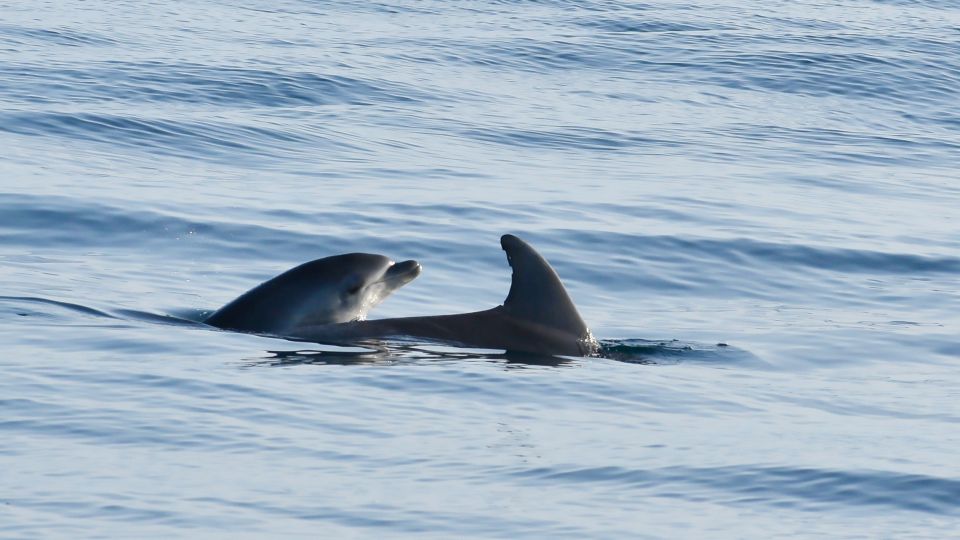 Vrsar: Dolphin Watching Boat Ride - Suitable for Various Travelers