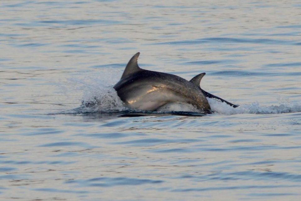 Vrsar: Dolphin Watching Boat Tour Including Drinks - Participant Suitability