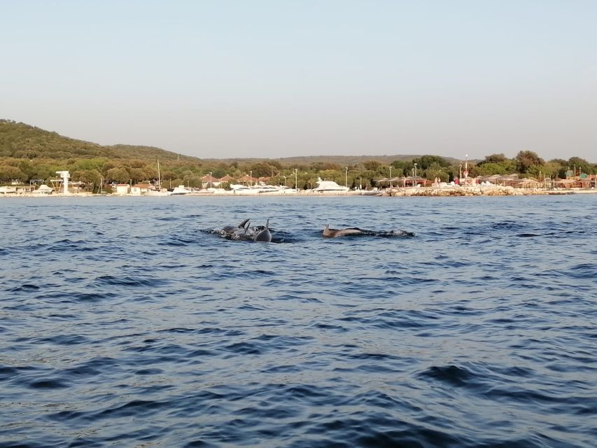 Vrsar: Dolphin-Watching Sunset Adventure With Speedboat - What to Expect