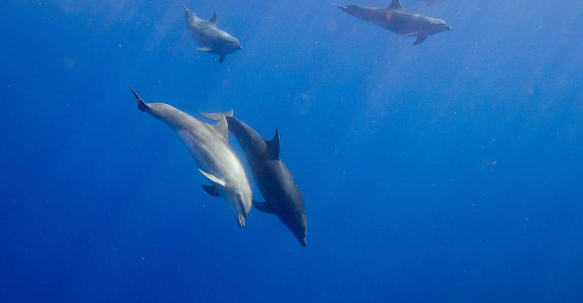 Waianae, Oahu: Swim With Dolphins (Semi-Private Boat Tour) - Parking and Meeting Point