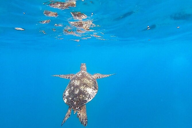 Waikiki Turtle Snorkel Adventure With Manakai Catamaran - Tour Duration and Crowd Sizes