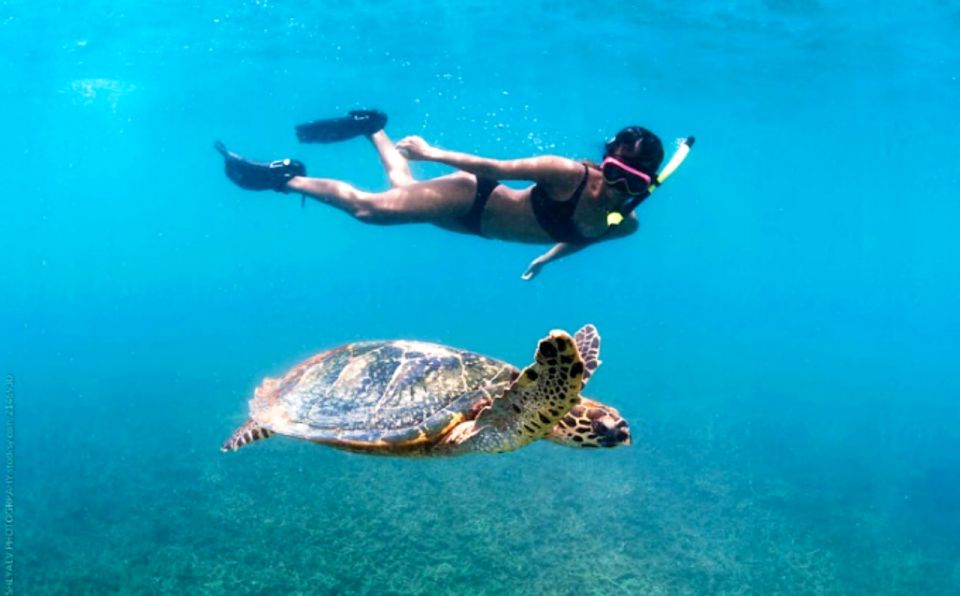 Waikiki: Turtle Snorkeling Cruise With 20FT Jumping Platform - Frequently Asked Questions