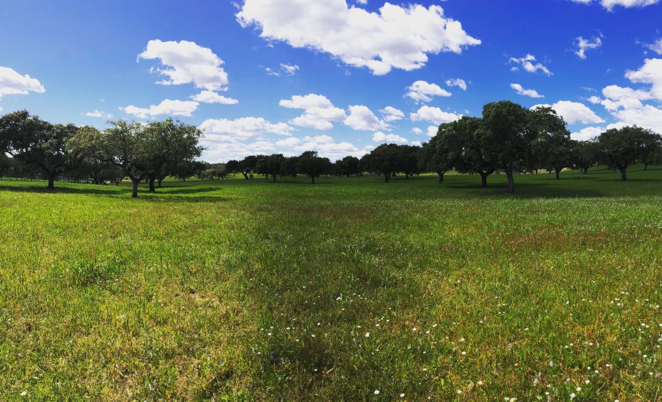 Walk the Cork Forest Experience Pack - Meeting Point and Directions