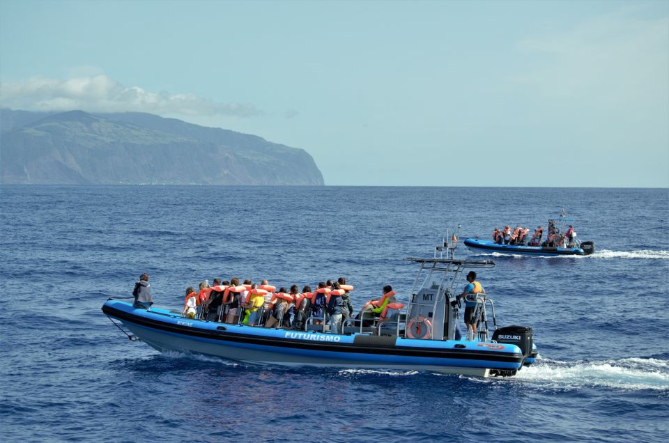 Whale and Dolphin Watching With Vila Franca Islet Visit - Transportation and Transfers