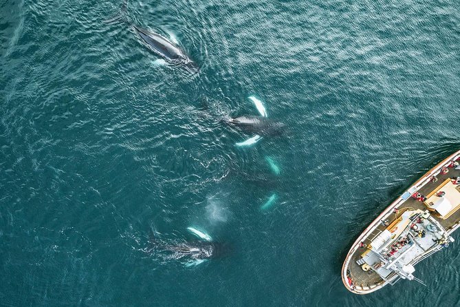 Whale Watching and Sea Angling Tour - Accessibility and Cancellation