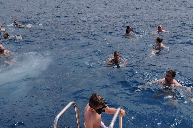 Whale Watching Catamaran in Costa Adeje (Including Drinks & Sandwich) - Capacity and Transportation