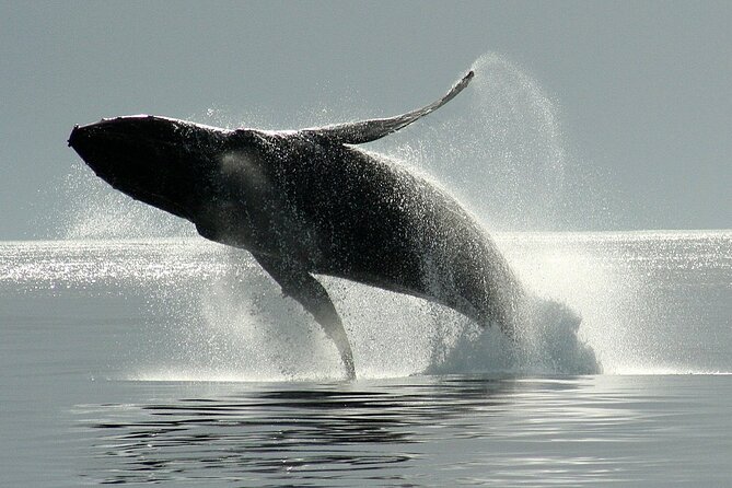 Whale Watching Cruise With Expert Naturalists - Vessel Specifications and Accessibility