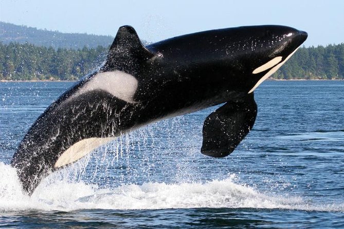 Whale Watching From Friday Harbor - Best Viewing Season