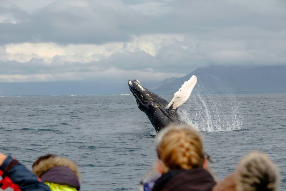 Whale Watching in Reykjavik by Speedboat - Participant Requirements