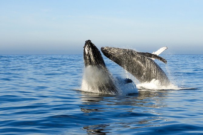 Whale Watching Knysna - Close Encounter Experience Ocean Odyssey - Inclusions and Exclusions