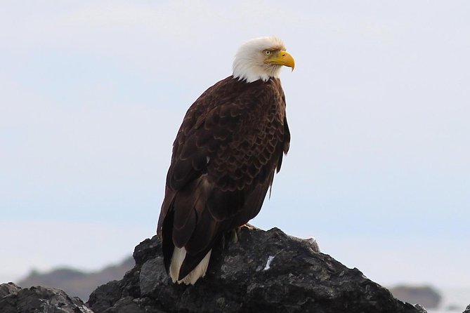 Whale Watching & Sightseeing Tour in Ucluelet, Vancouver Island - Natural Scenery and Wildlife