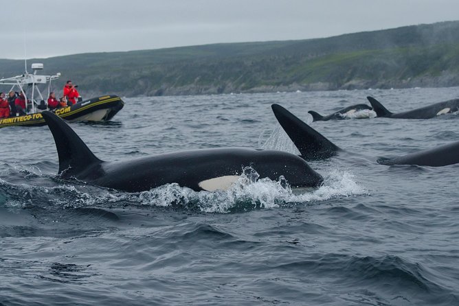 Whale Watching Tour by Zodiac and Tow N Go Kayak With 2-Nights Accomm. Package - Inclusions and Exclusions