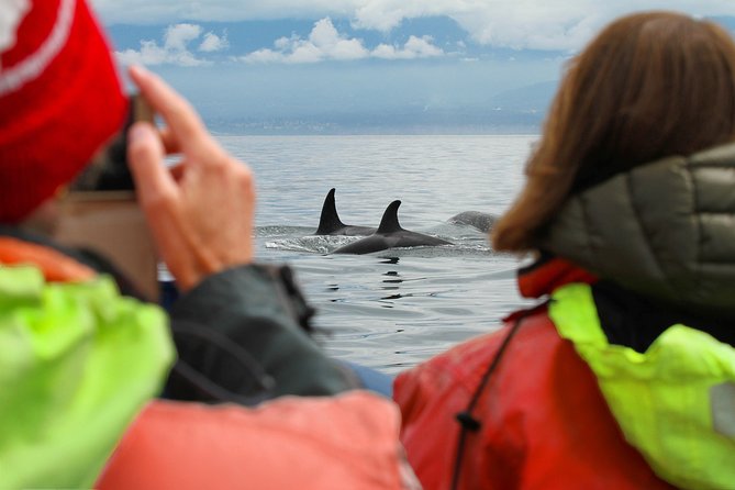 Whale Watching Tour in a Zodiac Boat in Victoria - Transportation and Accessibility