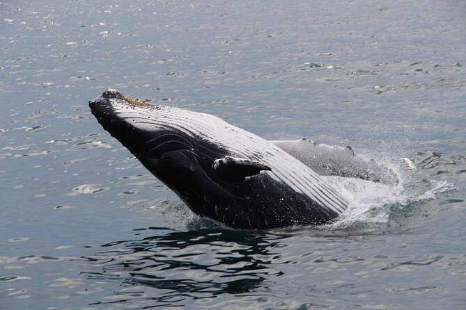 Whale Watching Tour in Gloucester - Vessel and Crew