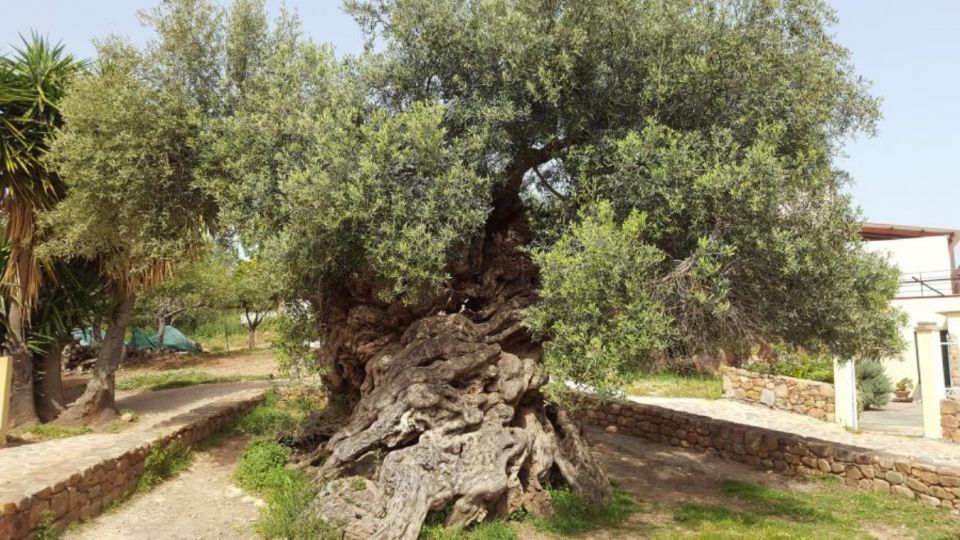 Wine and Olive, Falasarna Beach Day Tour - Water Sports