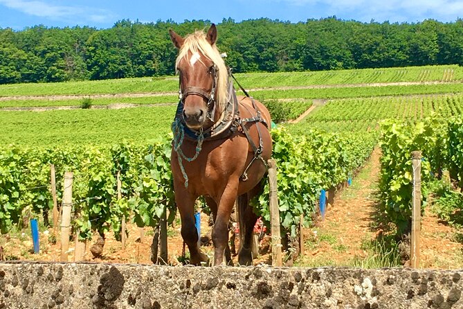 Wine Experience With Tasting in Burgundy - Booking Details