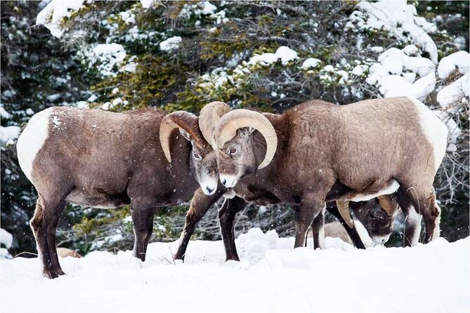 Winter Wildlife Discovery Tour - Cancellation and Additional Information