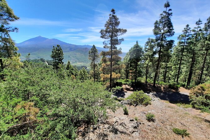 Wonderful Hike Through the Magic Forest of Tenerife - Booking and Cancellation