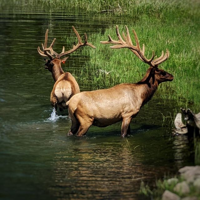 Yellowstone, MT: Lower Loop Private Tour - Customizable Schedule