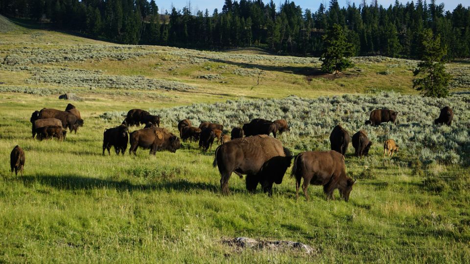 Yellowstone Small-Group Tour From Paradise Valley & Gardiner - Booking and Cancellation Policy