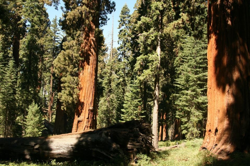 Yosemite'S Natural Wonders: Private Day Tour From San Jose - Essential Items to Bring