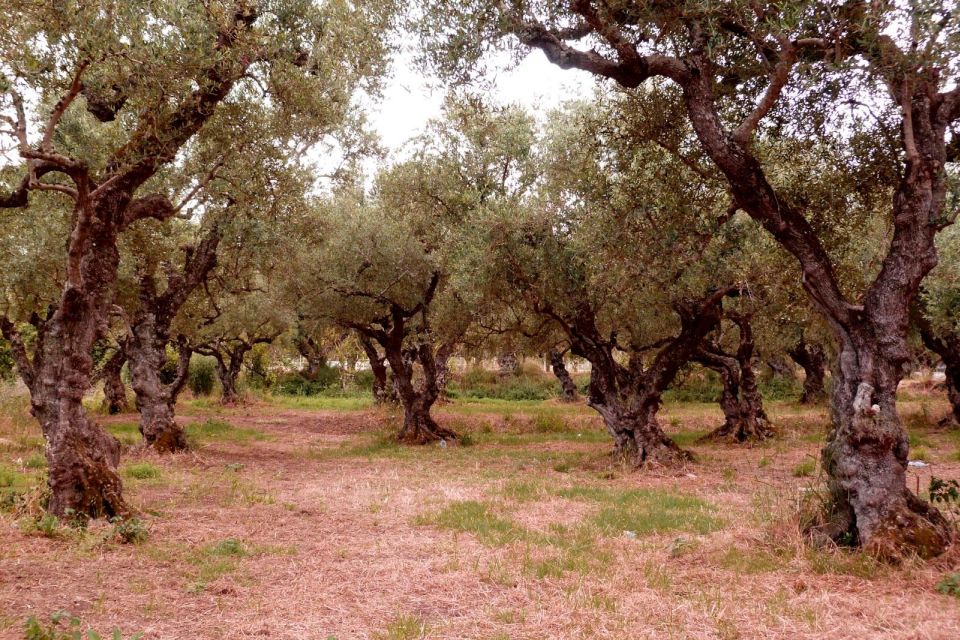 Zakynthos: Private Tour With Wine & Olive Oil Tasting - Olive Press Museum Zante