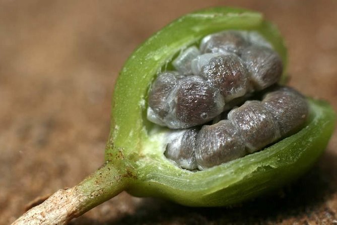 Zanzibar Spice Tour - Culinary and Medicinal Uses