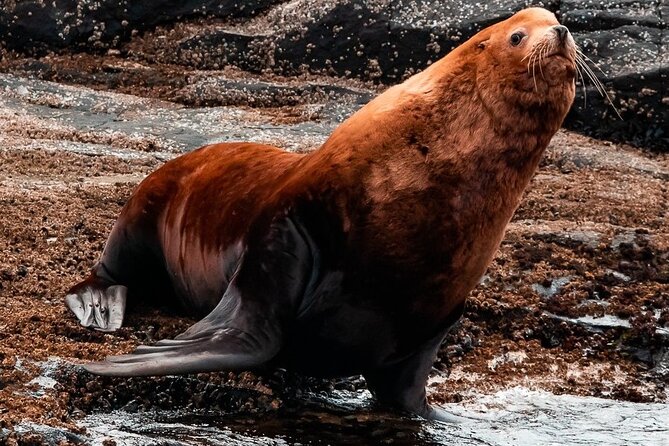 Zodiac Marine Wildlife Excursion From Victoria - Participant Restrictions and Requirements