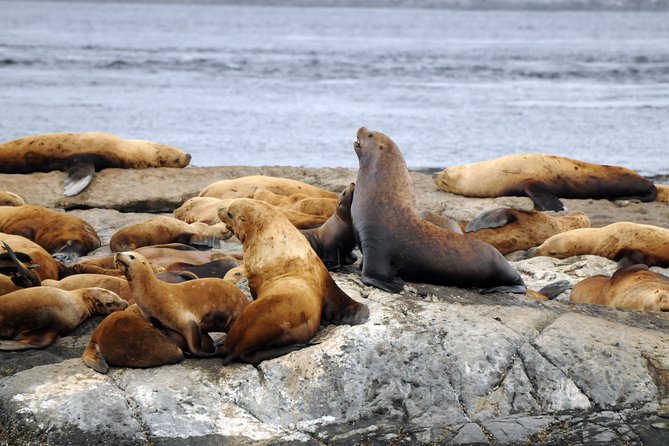 Zodiac Whale Watching Adventure From Victoria - Safety and Comfort