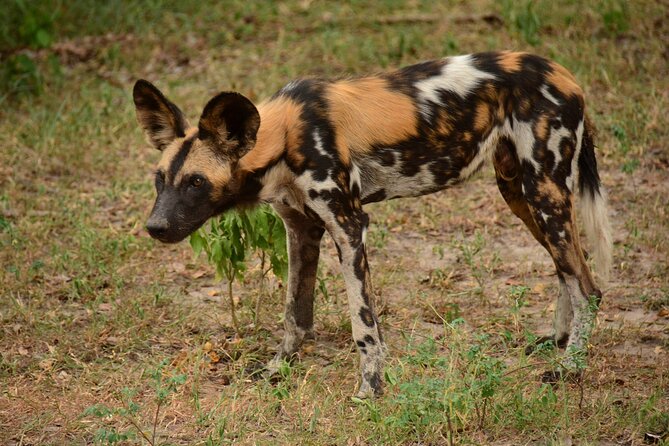 1 Day Tanzania - Selous Game Reserve Safari Tour - Wildlife Viewing Experience