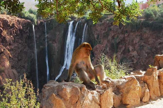 1 Day Tour From Marrakech to Ouzoud Waterfalls Small-Group - Flexible Cancellation Policy