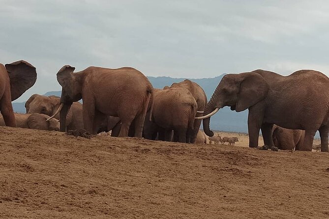 2 Days Safari Tsavo East - Tour Details and Benefits