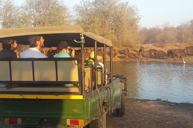 3 Day Lodge/Treehouse Kruger National Park Safari - Unique Experiences Offered