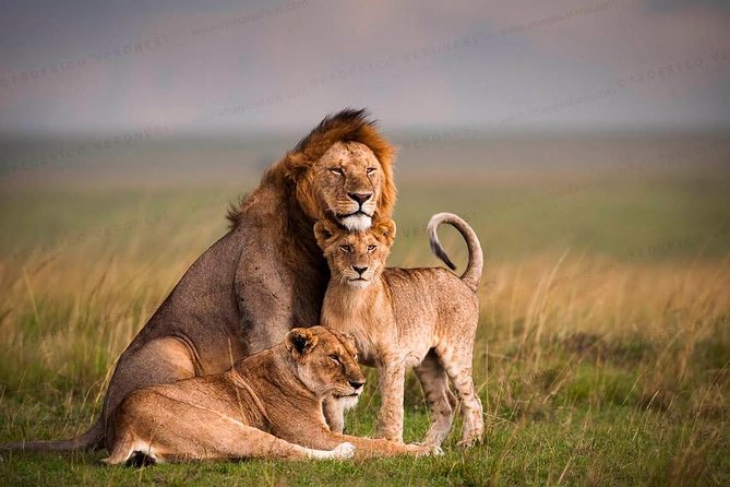 3-Day Maasai Mara Guided Safari From Nairobi - Important Considerations