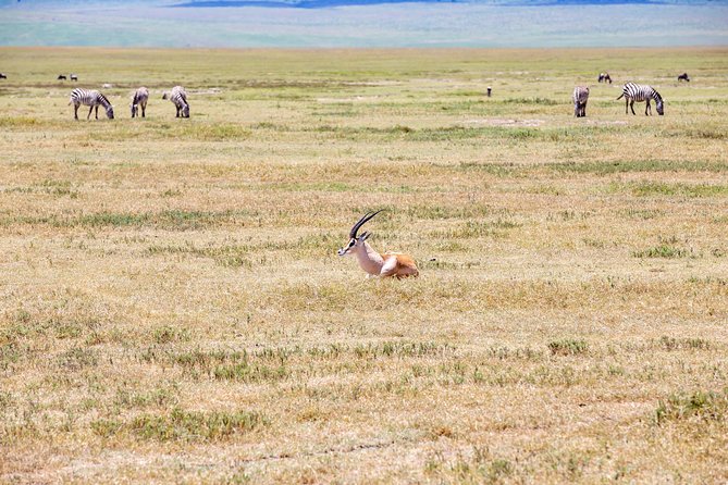 3-Day Tanzania Safari - Tarangire and Ngorongoro Crater - Participation Guidelines