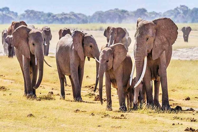 3 Days, 2 Nights Safari - Amboseli National Park and Tsavo West Adventure Safari - Maasai Village Visit